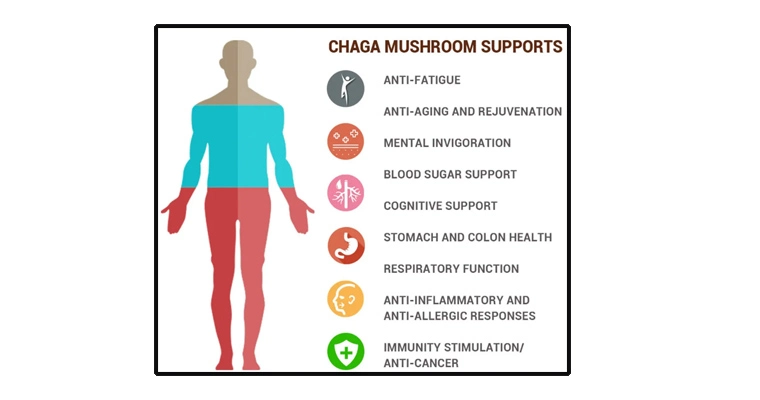 Chaga Mushroom Extract .jpg